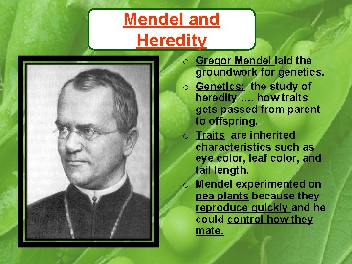 Mendel and Heredity o Gregor Mendel laid the groundwork for genetics. o Genetics: the