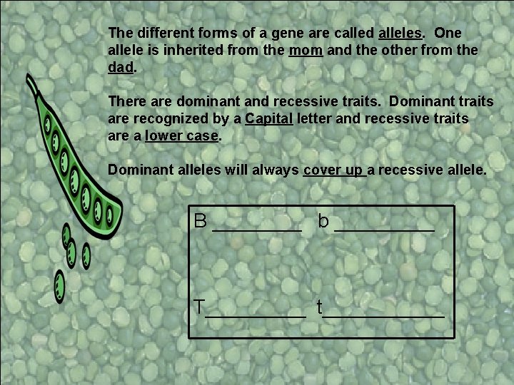 The different forms of a gene are called alleles. One allele is inherited from