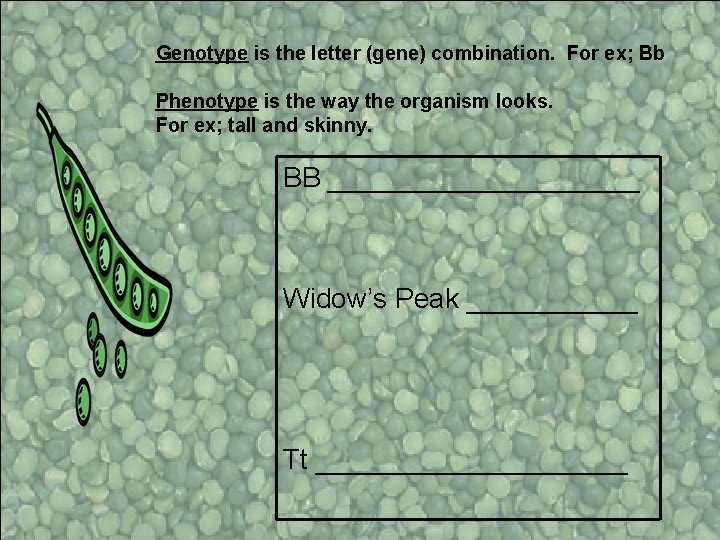 Genotype is the letter (gene) combination. For ex; Bb Phenotype is the way the