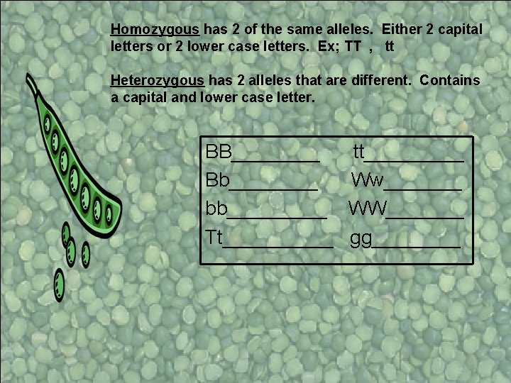 Homozygous has 2 of the same alleles. Either 2 capital letters or 2 lower