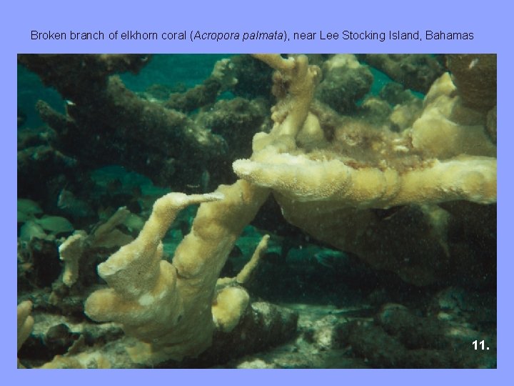 Broken branch of elkhorn coral (Acropora palmata), near Lee Stocking Island, Bahamas 11. 