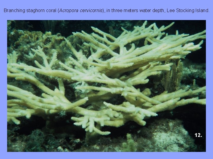 Branching staghorn coral (Acropora cervicornis), in three meters water depth, Lee Stocking Island. 12.