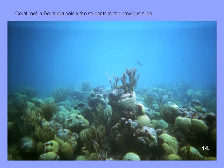 Coral reef in Bermuda below the students in the previous slide. 14. 