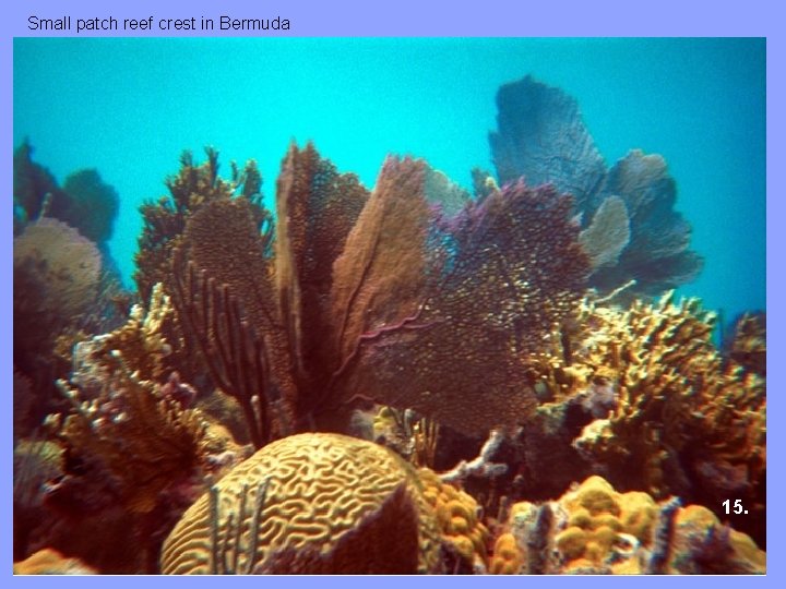 Small patch reef crest in Bermuda 15. 