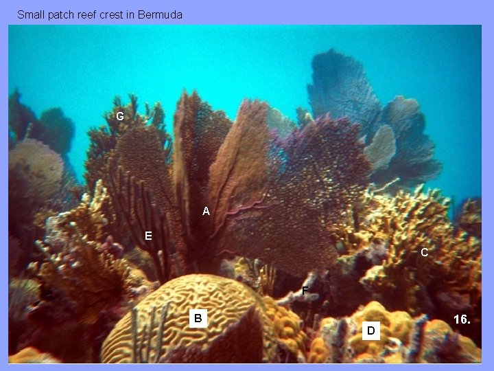 Small patch reef crest in Bermuda G A E C F B D 16.