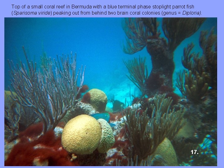 Top of a small coral reef in Bermuda with a blue terminal phase stoplight