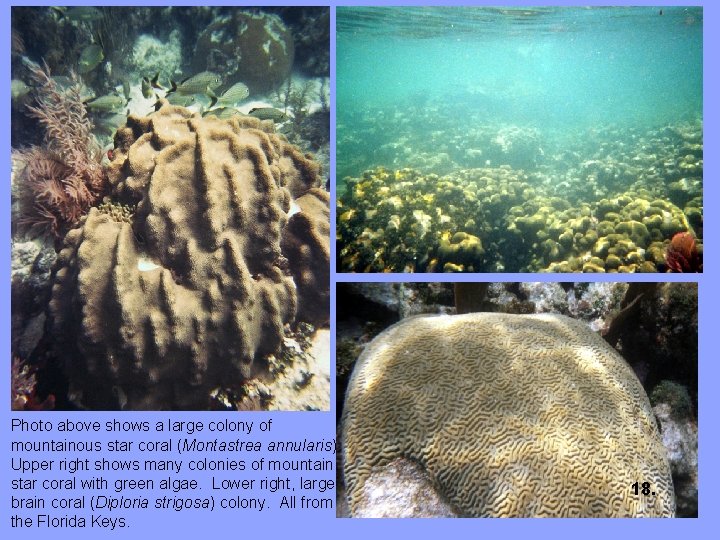 Photo above shows a large colony of mountainous star coral (Montastrea annularis). Upper right