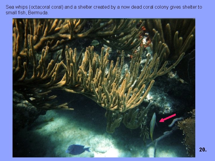 Sea whips (octacoral) and a shelter created by a now dead coral colony gives