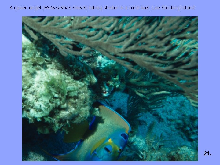 A queen angel (Holacanthus ciliaris) taking shelter in a coral reef, Lee Stocking Island