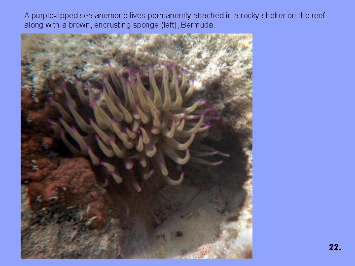A purple-tipped sea anemone lives permanently attached in a rocky shelter on the reef