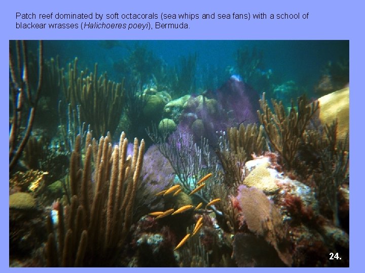 Patch reef dominated by soft octacorals (sea whips and sea fans) with a school