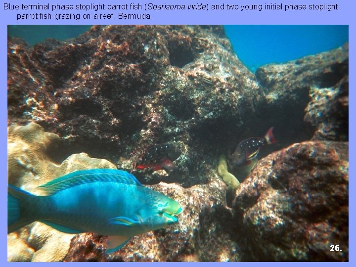 Blue terminal phase stoplight parrot fish (Sparisoma viride) and two young initial phase stoplight