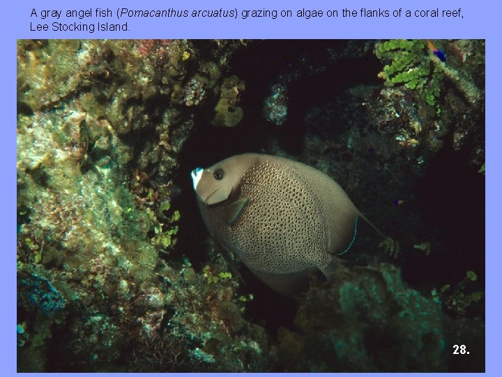 A gray angel fish (Pomacanthus arcuatus) grazing on algae on the flanks of a