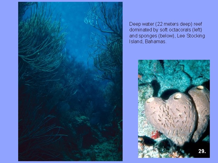 Deep water (22 meters deep) reef dominated by soft octacorals (left) and sponges (below),
