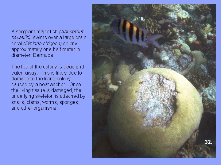 A sergeant major fish (Abudefduf saxatilis) swims over a large brain coral (Diploria strigosa)