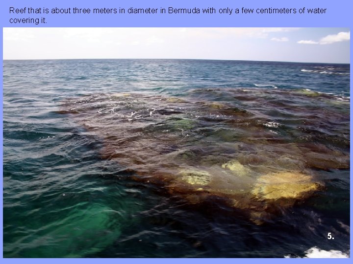 Reef that is about three meters in diameter in Bermuda with only a few