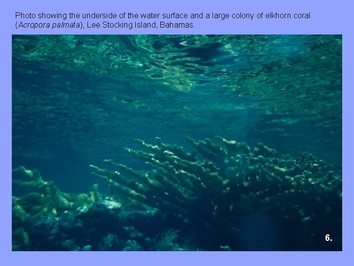 Photo showing the underside of the water surface and a large colony of elkhorn