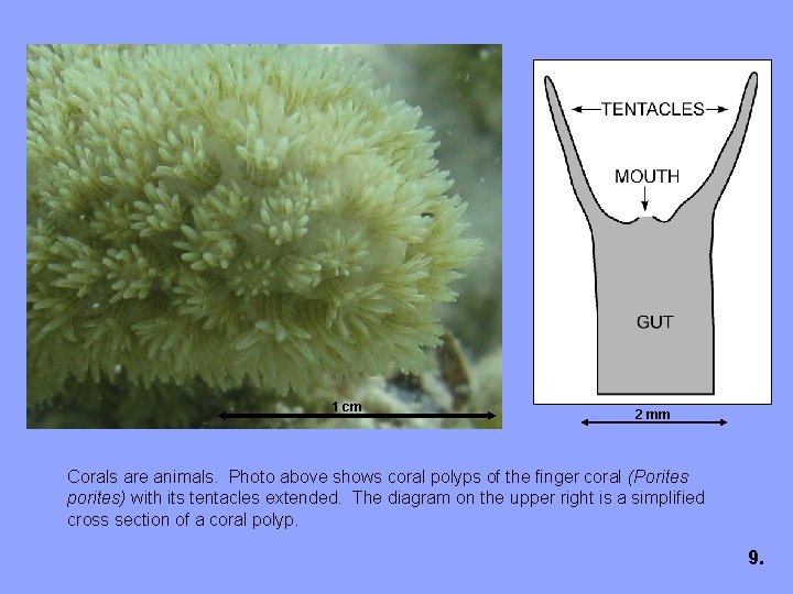 1 cm 2 mm Corals are animals. Photo above shows coral polyps of the