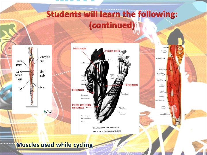 Students will learn the following: (continued) Muscles used while cycling 