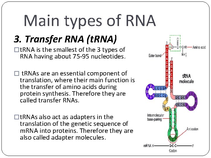 Main types of RNA 3. Transfer RNA (t. RNA) � t. RNA is the