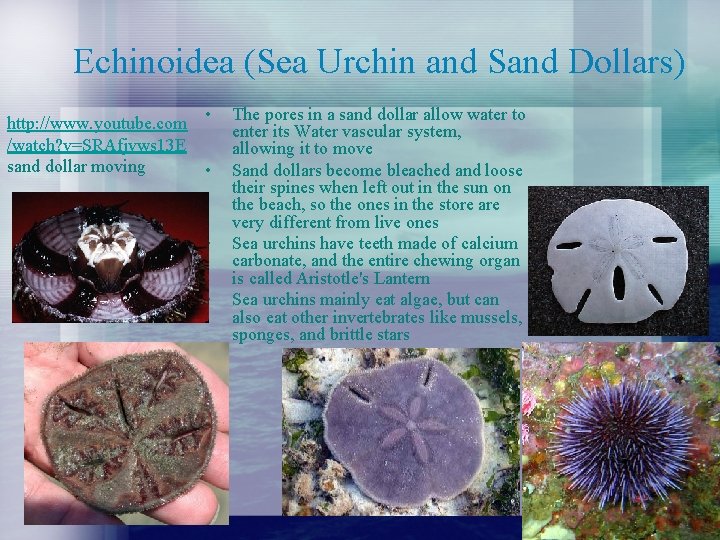 Echinoidea (Sea Urchin and Sand Dollars) • http: //www. youtube. com /watch? v=SRAfjvws 13