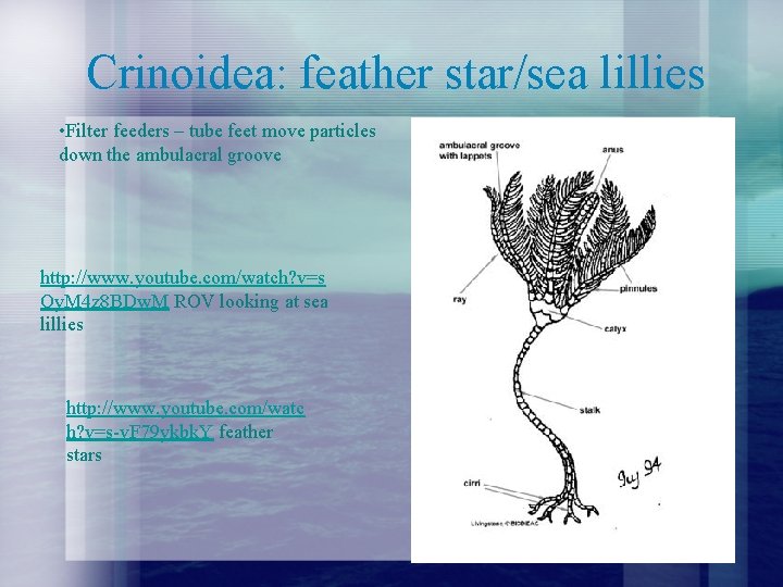 Crinoidea: feather star/sea lillies • Filter feeders – tube feet move particles down the