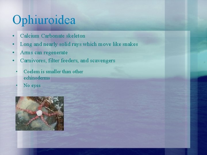 Ophiuroidea • • Calcium Carbonate skeleton Long and nearly solid rays which move like