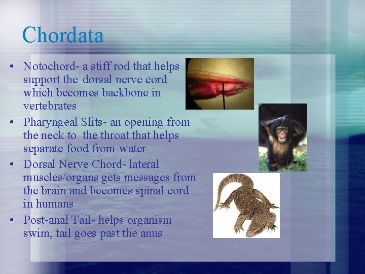 Chordata • Notochord- a stiff rod that helps support the dorsal nerve cord which