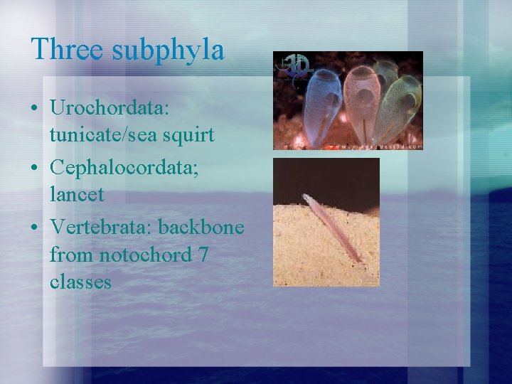 Three subphyla • Urochordata: tunicate/sea squirt • Cephalocordata; lancet • Vertebrata: backbone from notochord