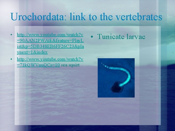 Urochordata: link to the vertebrates • http: //www. youtube. com/watch? v =90 AAN 2
