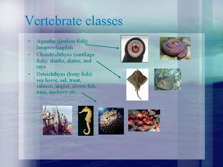 Vertebrate classes • • • Agnatha (jawless fish): lamprey/hagfish Chondrichthyes (cartilage fish): sharks, skates,