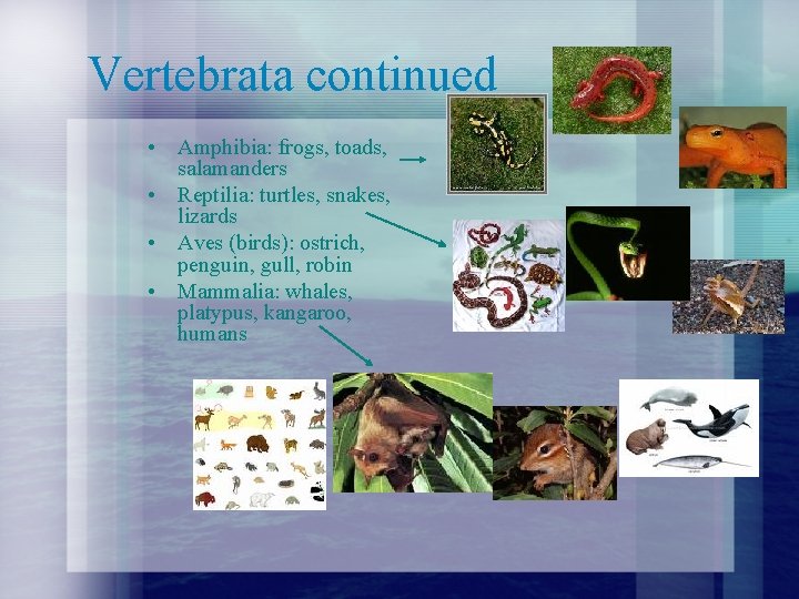 Vertebrata continued • Amphibia: frogs, toads, salamanders • Reptilia: turtles, snakes, lizards • Aves