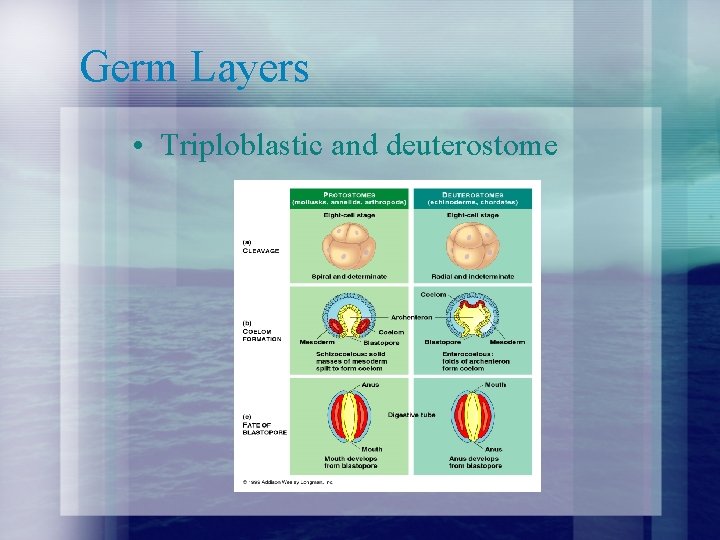 Germ Layers • Triploblastic and deuterostome 