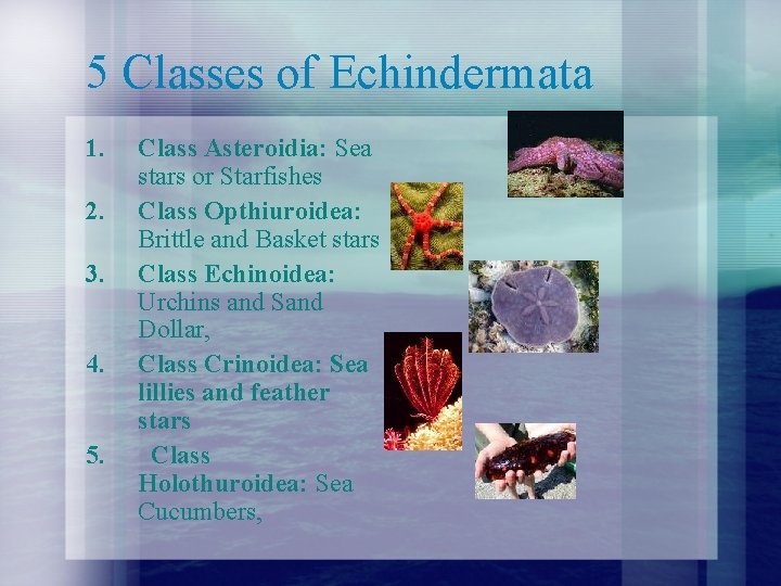 5 Classes of Echindermata 1. 2. 3. 4. 5. Class Asteroidia: Sea stars or