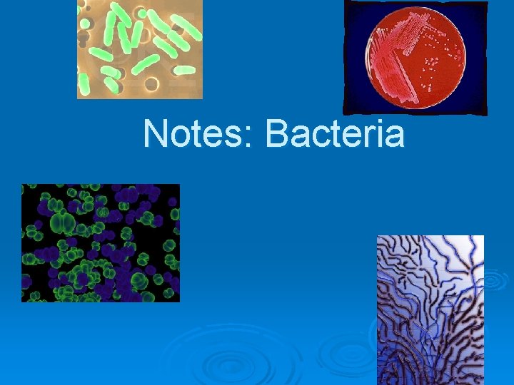 Notes: Bacteria 