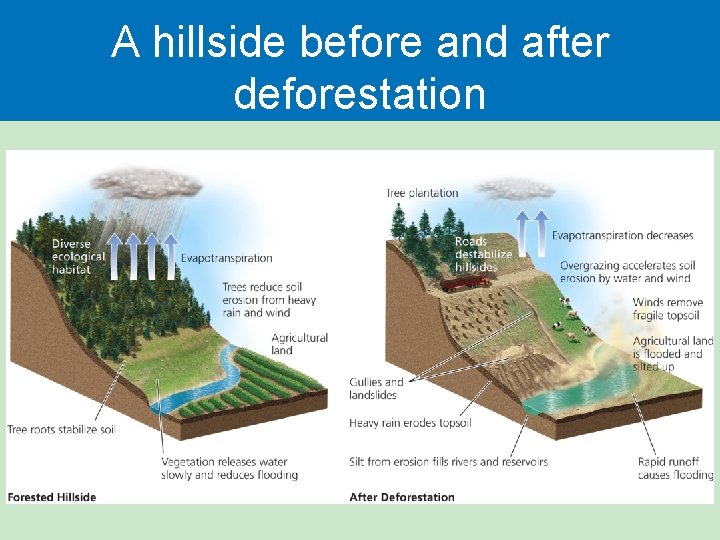A hillside before and after deforestation 
