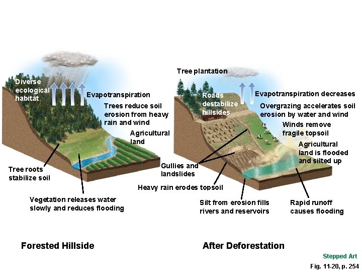 Tree plantation Diverse ecological habitat Evapotranspiration Trees reduce soil erosion from heavy rain and