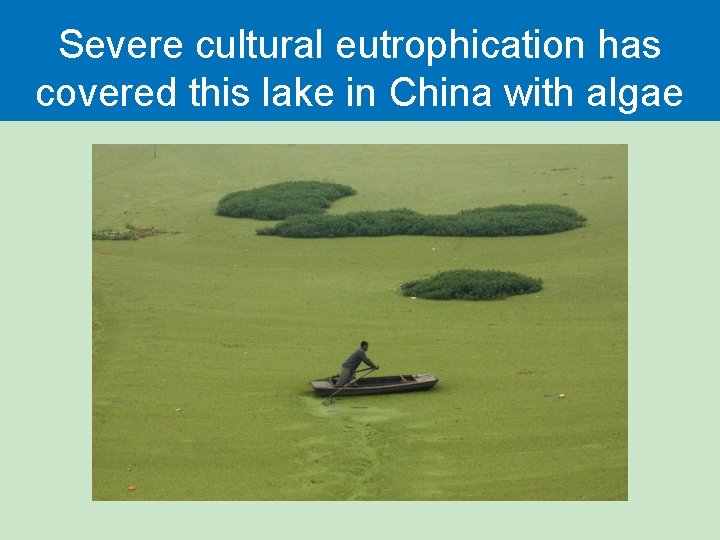 Severe cultural eutrophication has covered this lake in China with algae 