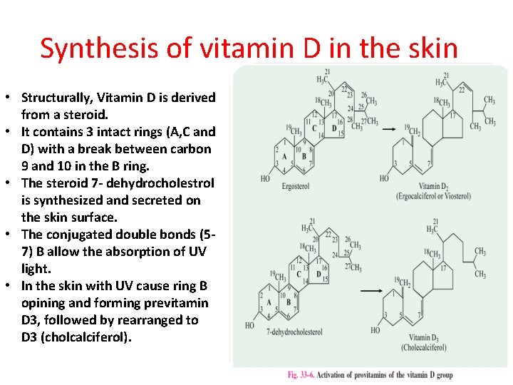 Synthesis of vitamin D in the skin • Structurally, Vitamin D is derived from