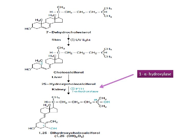1 - α- hydroxylase 1 - α- hydroxylase