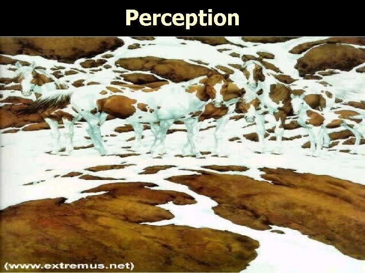 Perception 