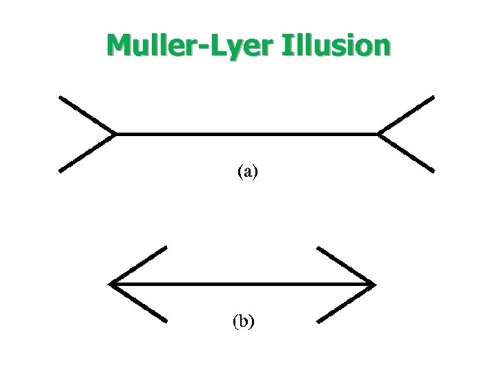Muller-Lyer Illusion 