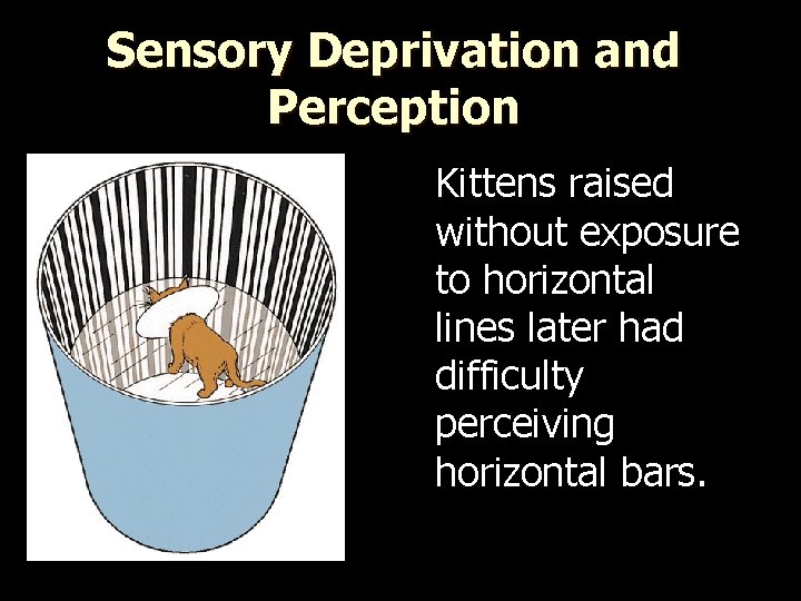 Sensory Deprivation and Perception Kittens raised without exposure to horizontal lines later had difficulty