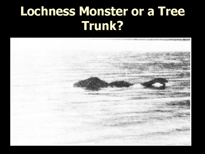 Lochness Monster or a Tree Trunk? 
