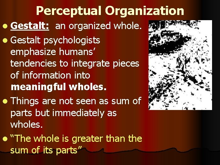 Perceptual Organization l Gestalt: an organized whole. l Gestalt psychologists emphasize humans’ tendencies to