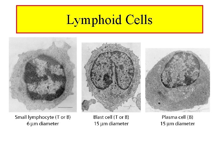 Lymphoid Cells 