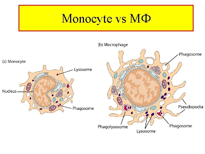 Monocyte vs M 