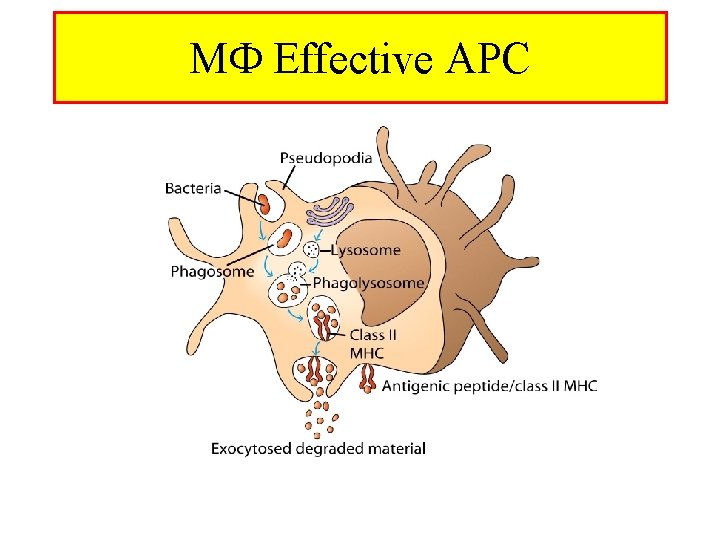M Effective APC 