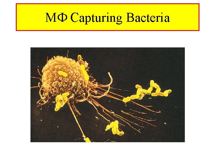 M Capturing Bacteria 
