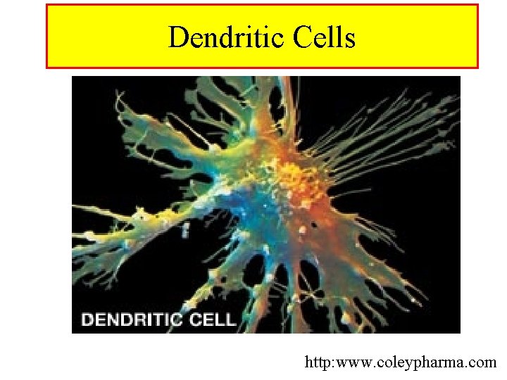 Dendritic Cells http: www. coleypharma. com 